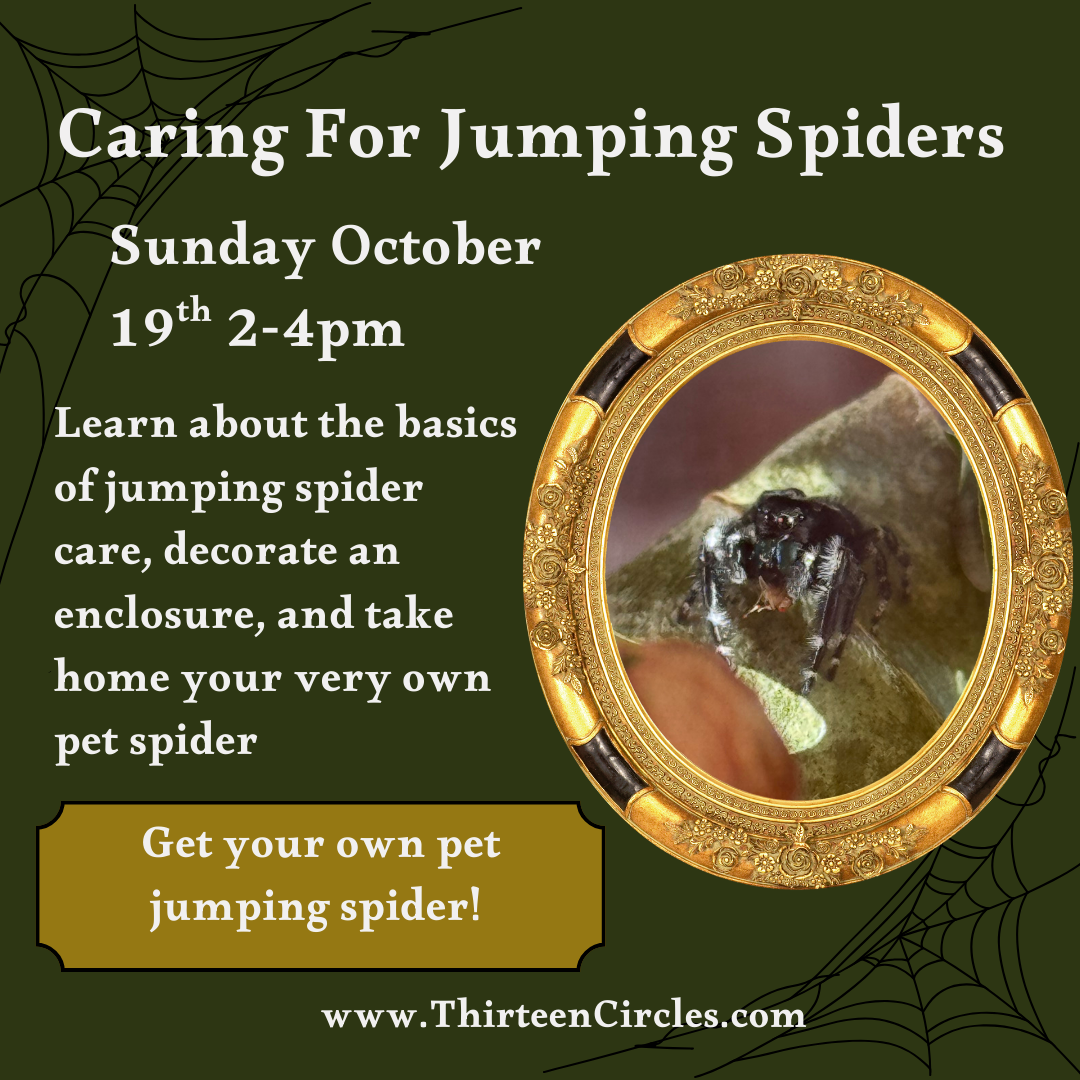 Caring for Jumping Spiders - GET A PET SPIDER AND DECORATE ITS ENCLOSURE - Sunday October 19th 2-4pm
